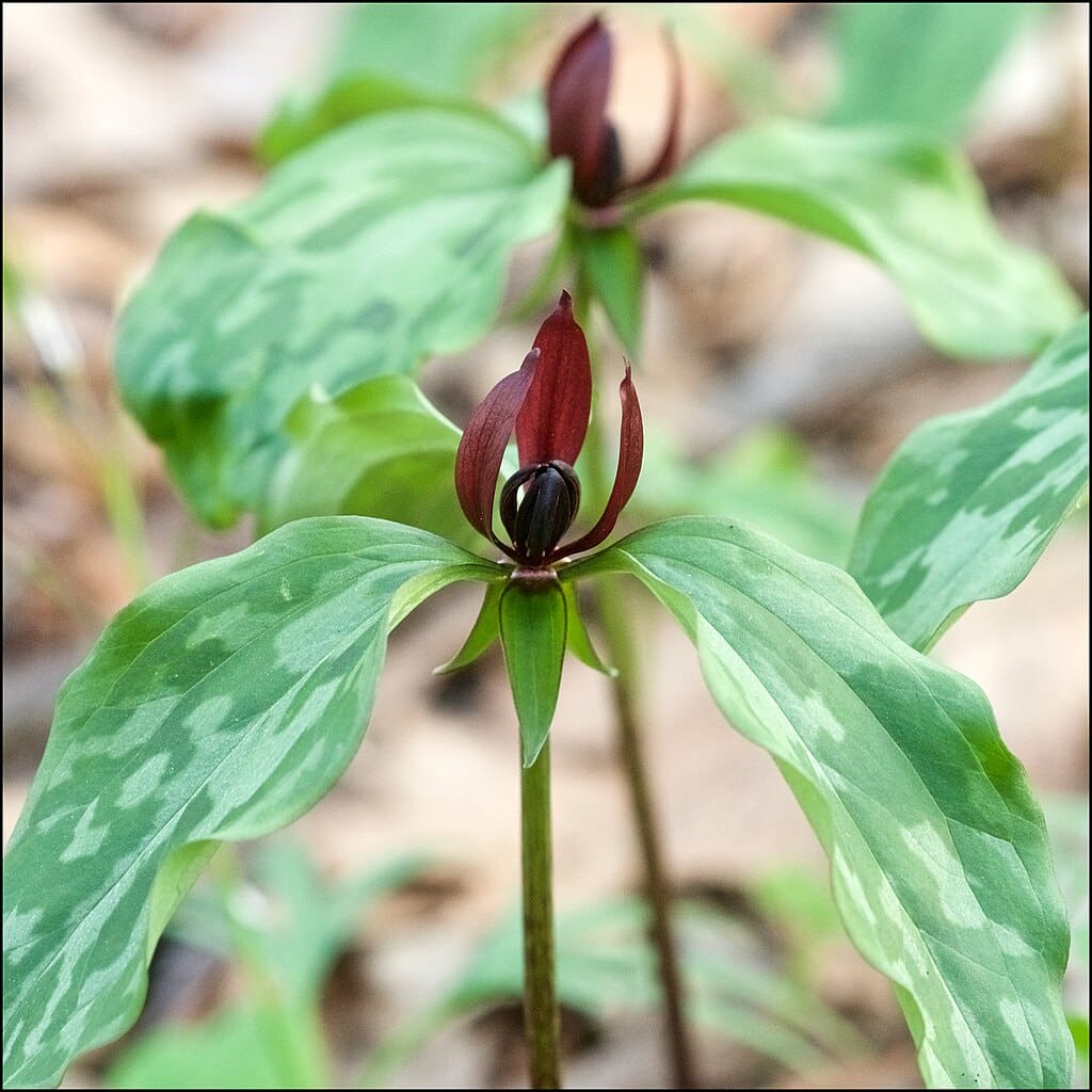 Trillium recurvatum, Prairie Trillium, Toadshade,  Wholesale Native Bare Root Perennials