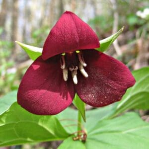  Trillium sulcatum, Furrowed Wakerobin, Wholesale Native Bare Root Perennials