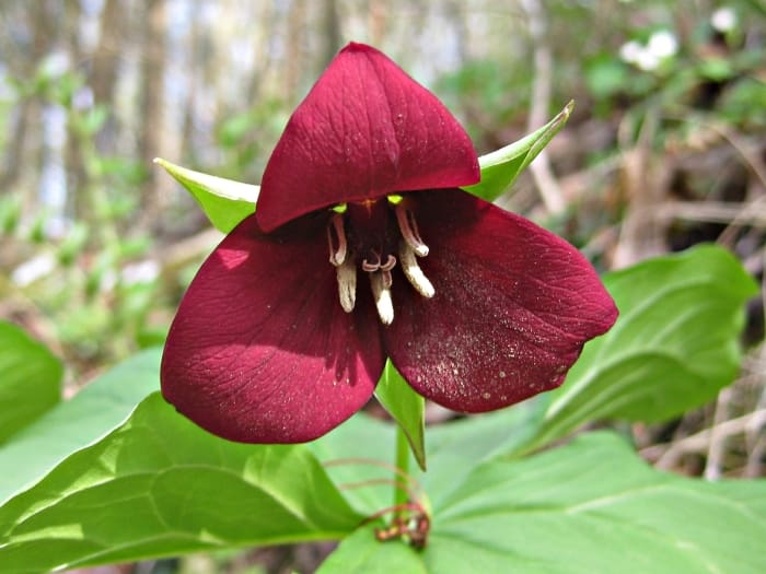  Trillium sulcatum, Furrowed Wakerobin, Wholesale Native Bare Root Perennials