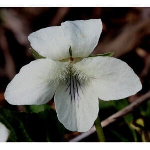 Viola striata, Striped Cream Violet, Wholesale Native Bare Root Perennials