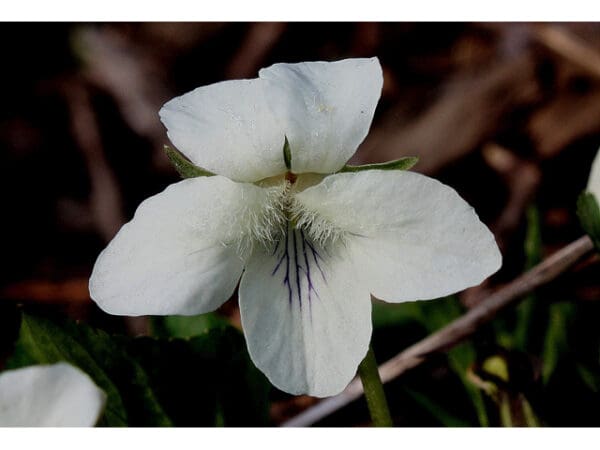Viola striata, Striped Cream Violet, Wholesale Native Bare Root Perennials
