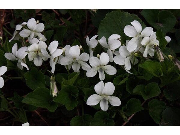 Viola striata, Striped Cream Violet, Wholesale Native Bare Root Perennials