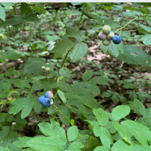 Caulophyllum thalictroides, Blue Cohosh, Wholesale Native Bare Root Perennials