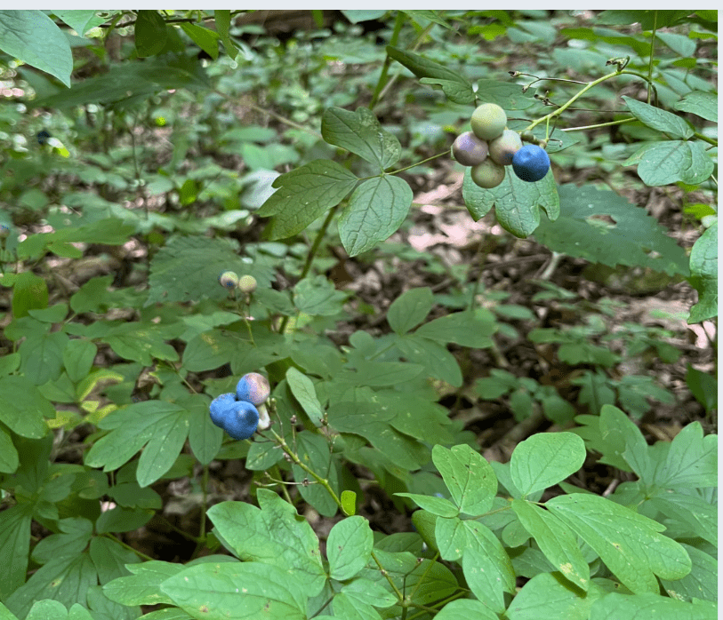 Caulophyllum thalictroides, Blue Cohosh, Wholesale Native Bare Root Perennials