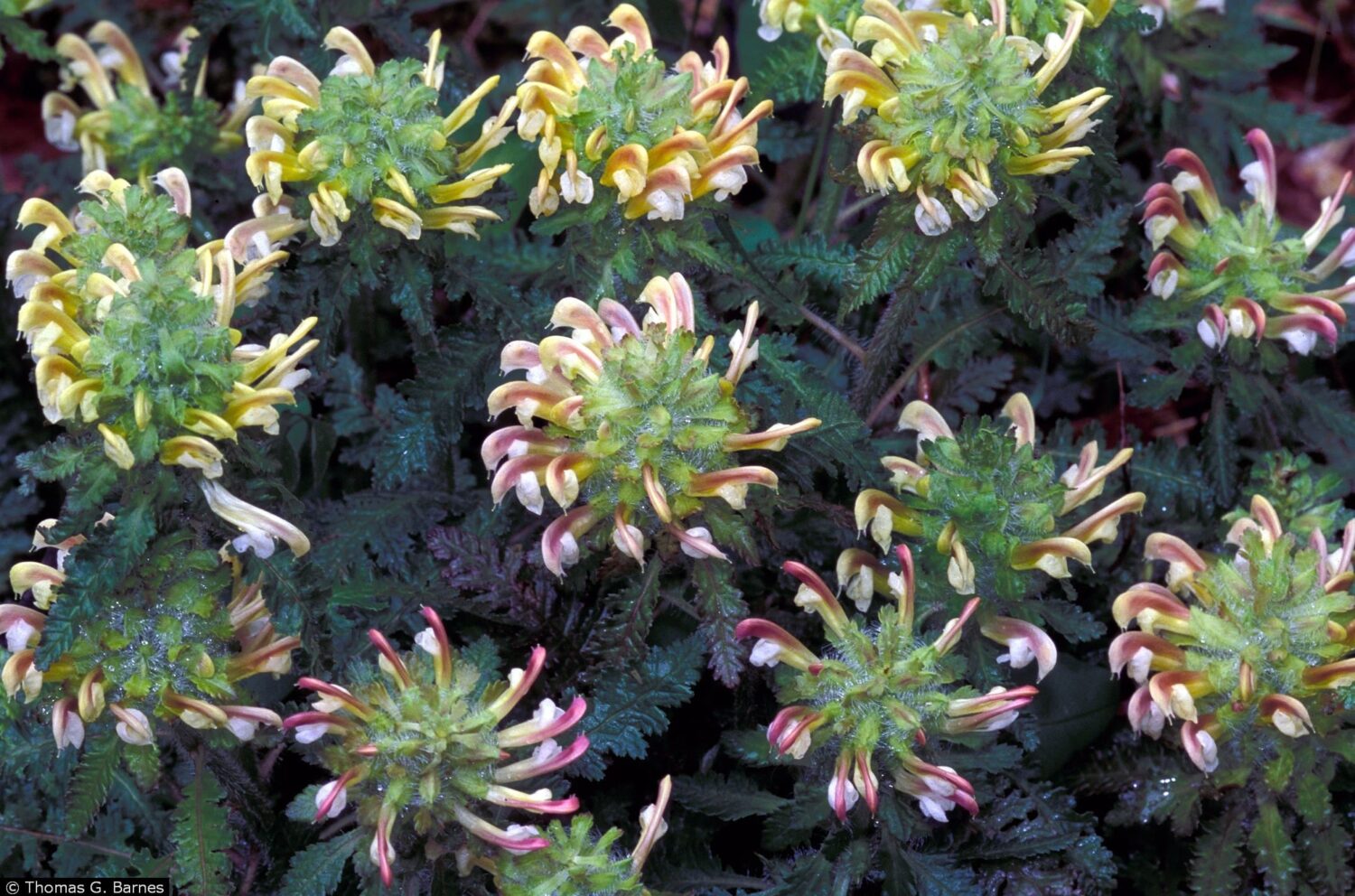Pedicularis canadensis, Canadian Lousewort, Wood Betony, Wholesale Native Bare Root Perennials