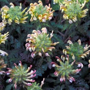 Pedicularis canadensis, Canadian Lousewort, Wood Betony, Wholesale Native Bare Root Perennials