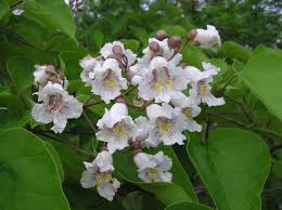 Catalpa bignonioides, Southern Catalpa, 12-18 Wholesale Native Bare Root Trees