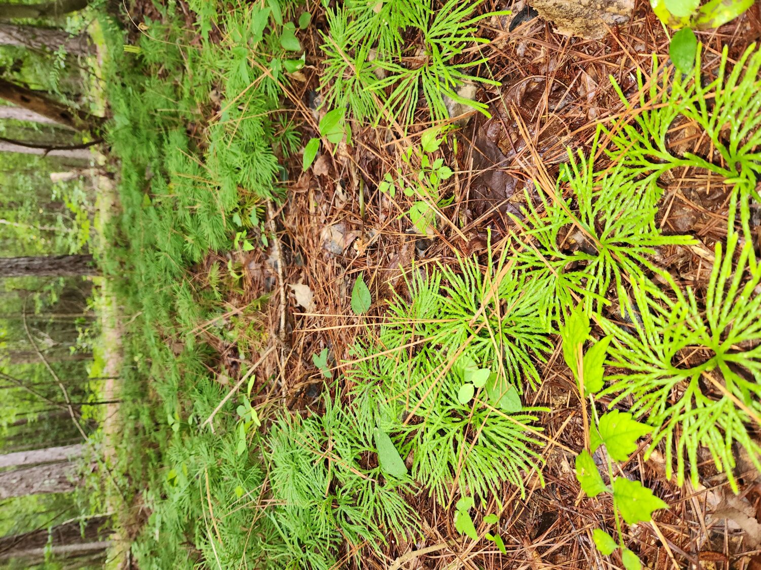 Lycopodium tristachyum, Club Moss, Northern Ground-pine, Wholesale Native Bare Root Perennial