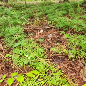 Lycopodium tristachyum, Club Moss, Northern Ground-pine, Wholesale Native Bare Root Perennial