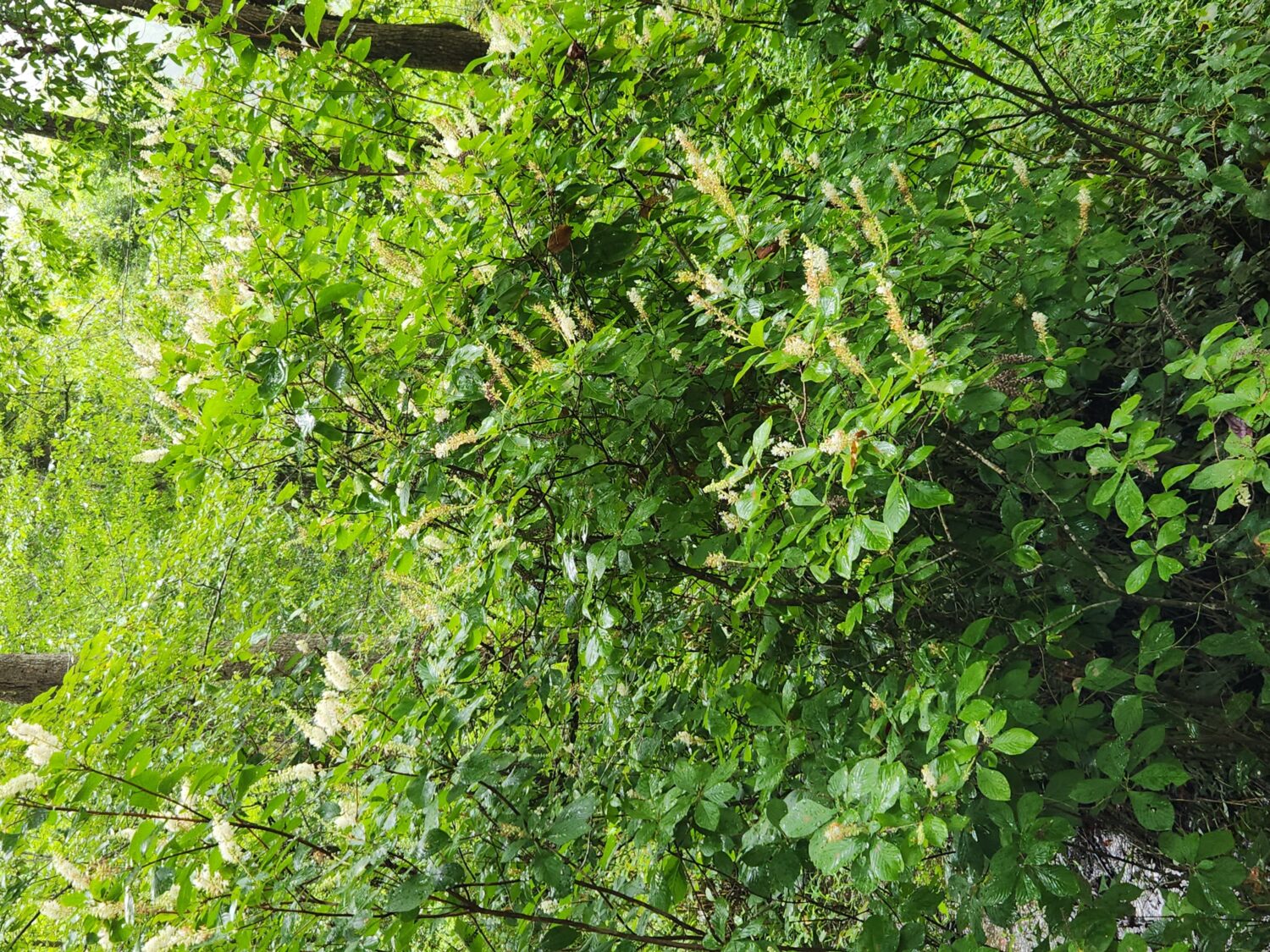 Itea virginica, Virginia Sweetspire, Wholesale Native Bare Root Shrubs 6-12″