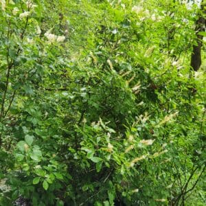 Itea virginica, Virginia Sweetspire, Wholesale Native Bare Root Shrubs 6-12″