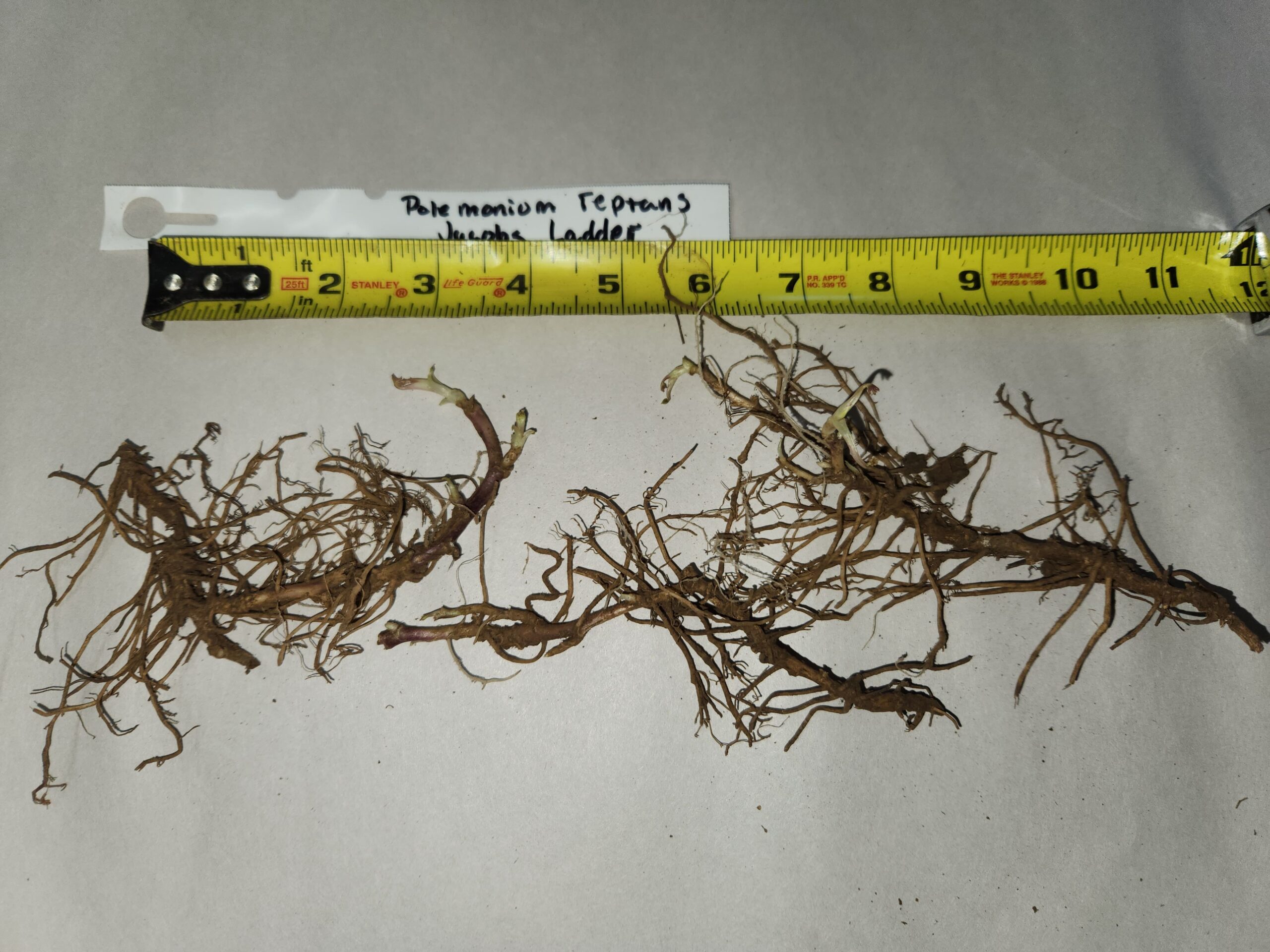 Polemonium reptans, Greek Valerian, Jacob’s Ladder, Wholesale Native Bare Root Perennials