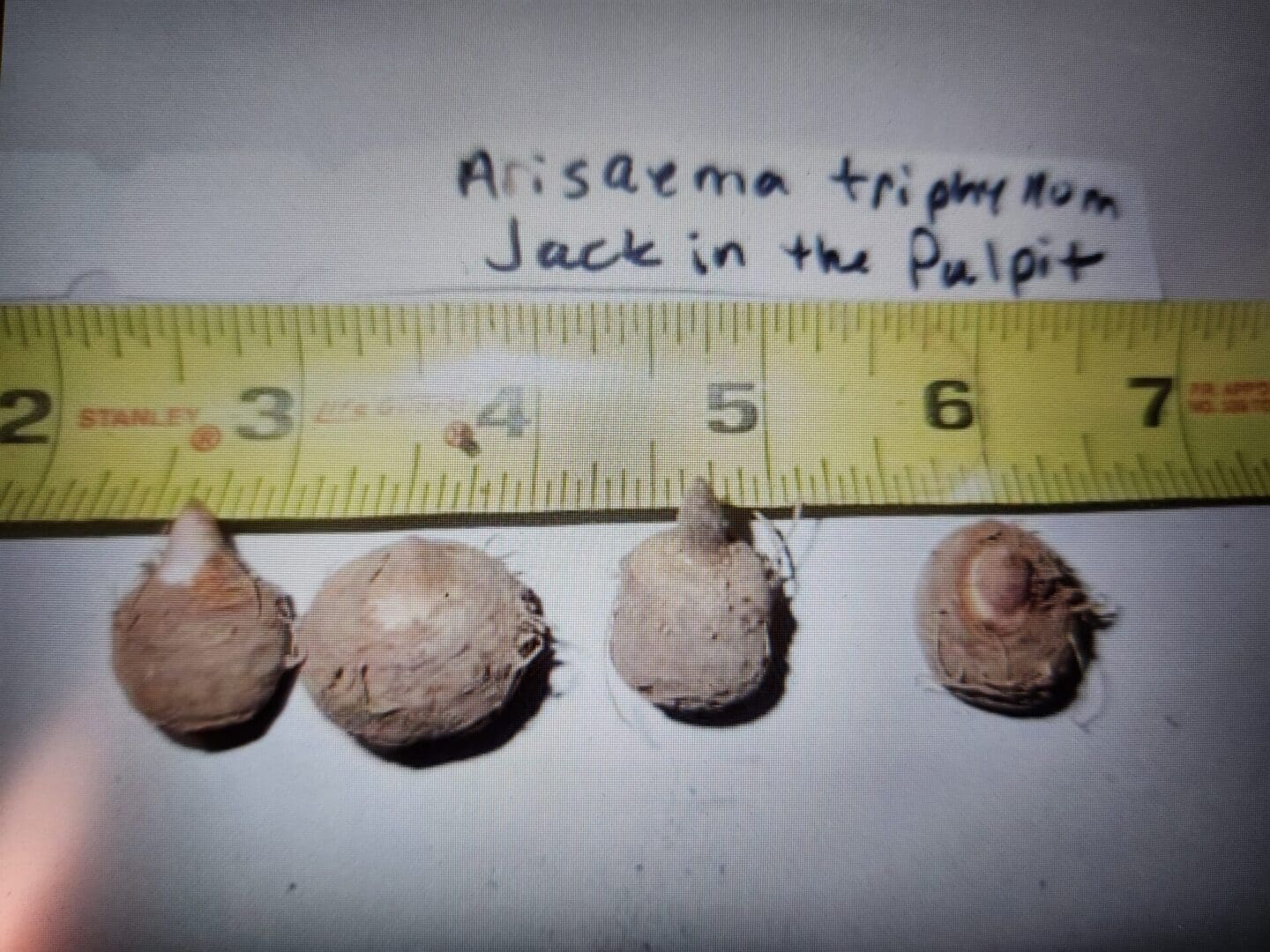 Arisaema triphyllum, Jack in the Pulpit, Wholesale Native Bare Root Perennial