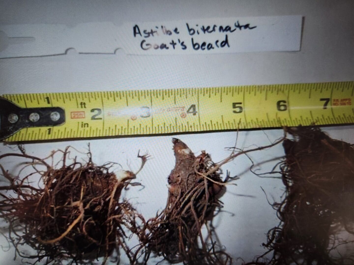 Astilbe biternata, Appalachian false goat's beard, Wholesale Native Bare Root Perennials