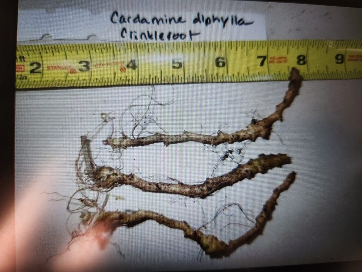 Cardamine diphylla, Crinkleroot, Wholesale Native Bare Root Perennials