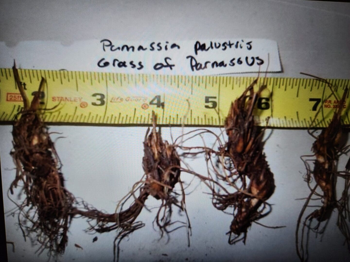 Parnassia asarifolia, Appalachian Grass-of-parnassus, Wholesale Native Bare Root Perennials