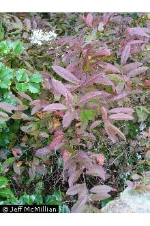Itea virginica, Virginia Sweetspire, Wholesale Native Bare Root Shrubs 6-12" - Image 2