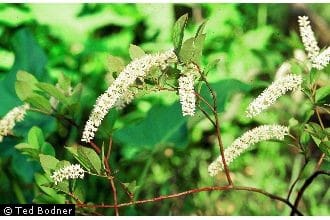 Itea virginica, Virginia Sweetspire, Wholesale Native Bare Root Shrubs 6-12" - Image 3