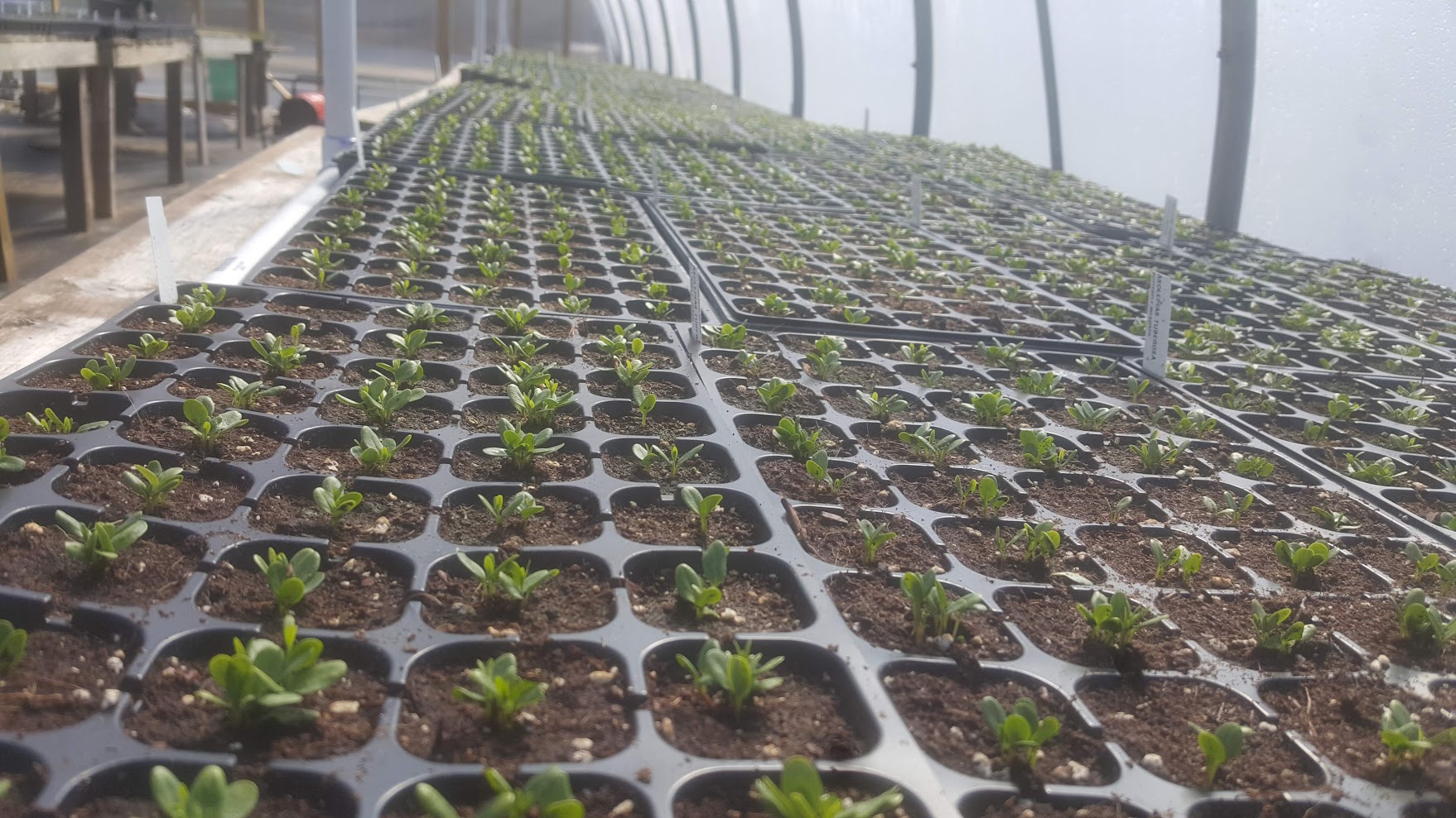 Early Risers!! Organically grown native plant pug trays (Asclepias tuberosa)
