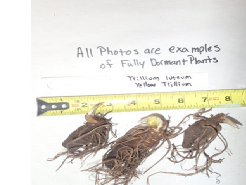 Example of dormant bare root Trillium luteum