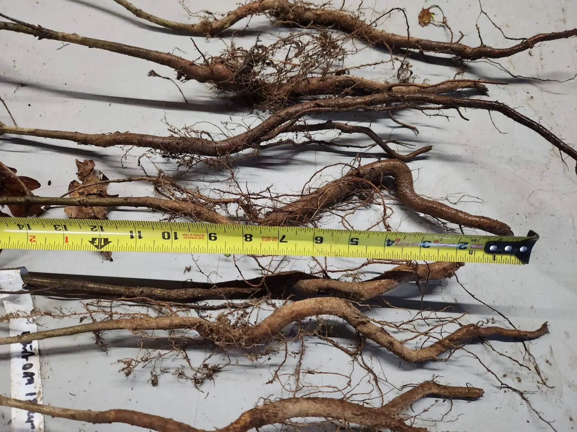 Root Size Example of Quercus alba 18-24" Bare Root