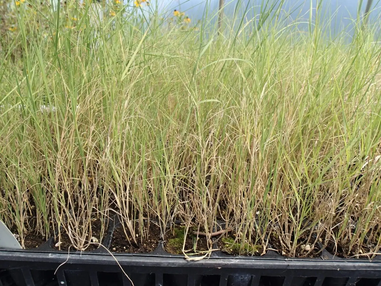 Example of 50ct Plug Tray, Distichis spicata