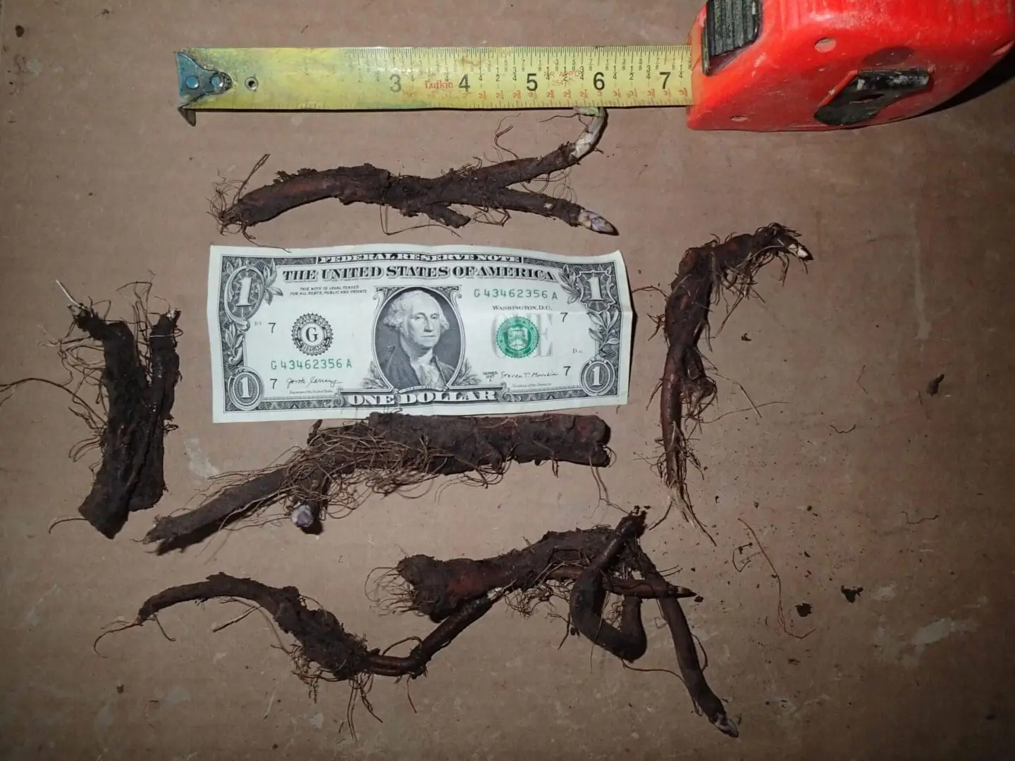 Bare Root Example of Mertensia virginica, Virginia Bluebells, Wholesale Native Bare Root Perennial