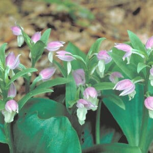 Galearis spectabilis, Showy Orchid, Wholesale Native Perennial Bare Root Plant, Native Orchid