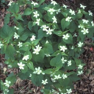 Viola canadensis, Canadian White Violet, Wholesale Native Bare Root Perennials