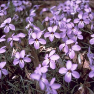 Viola pedata, Birds Foot Violet, Wholesale Native Bare Root Perennials