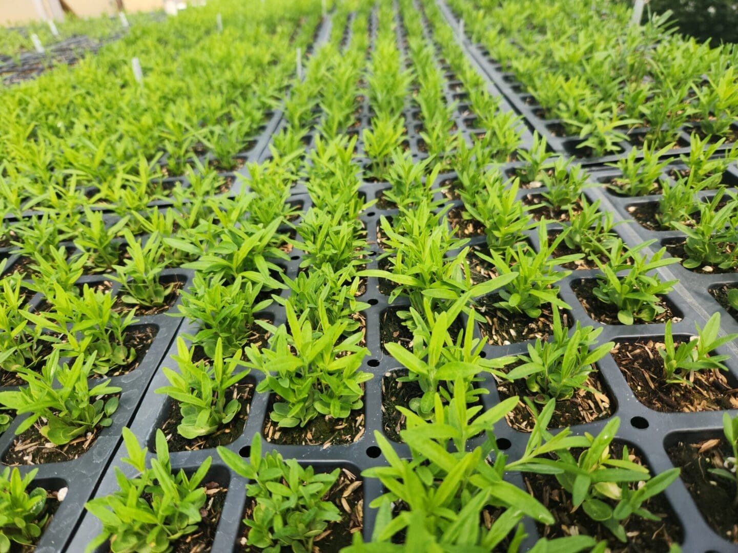 Asclepias incarnata, Swamp Milkweed, Organically Grown Native Perennial Plugs, Native Wildflowers, Native Pollinator Support Plants