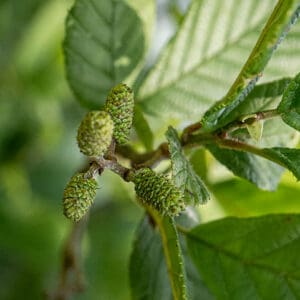 Alnus serrulata, Smooth Alder 36" freshly cut live stakes