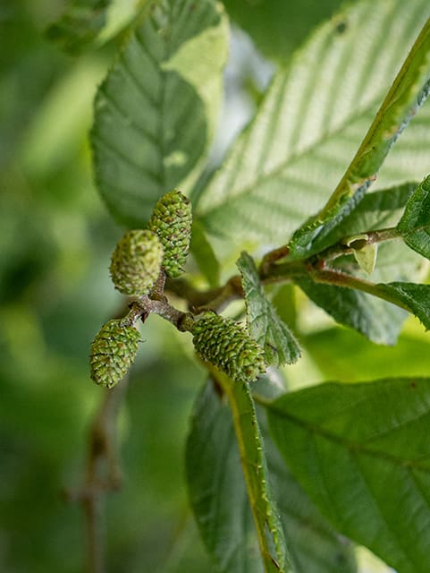 Alnus serrulata, Smooth Alder 24" freshly cut live stakes